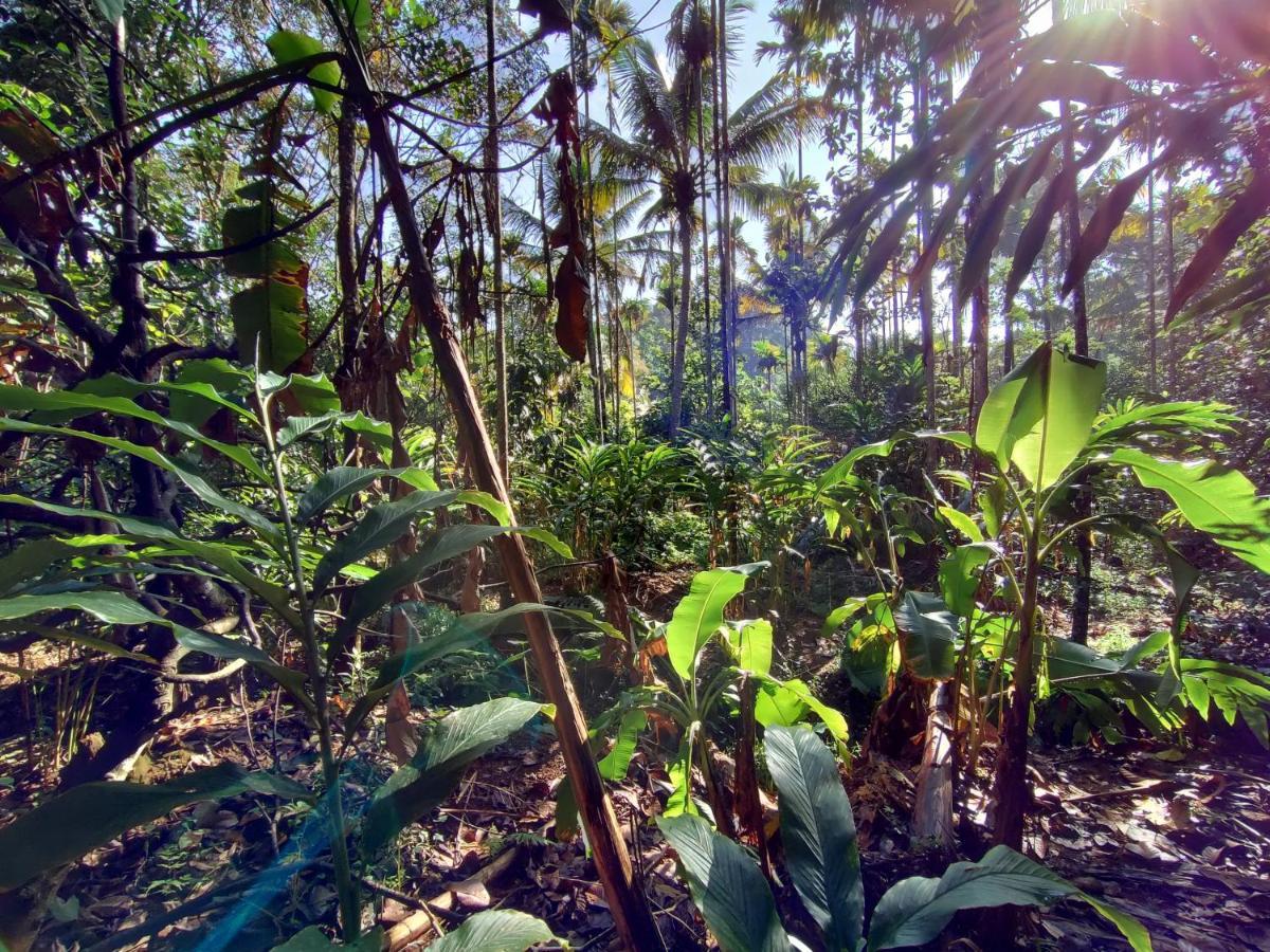 Maliyeckal Homestay Munnar Bagian luar foto